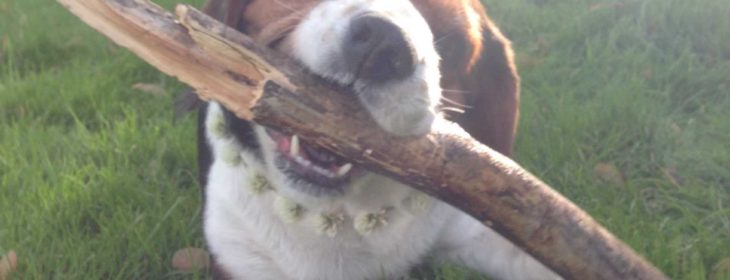 Beaglier playing with a stick in the grass